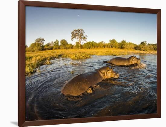 Aerial View of Hippopotamus at Sunset, Moremi Game Reserve, Botswana-Paul Souders-Framed Photographic Print