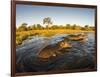 Aerial View of Hippopotamus at Sunset, Moremi Game Reserve, Botswana-Paul Souders-Framed Photographic Print