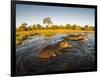 Aerial View of Hippopotamus at Sunset, Moremi Game Reserve, Botswana-Paul Souders-Framed Photographic Print