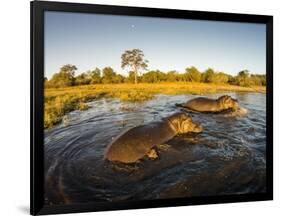 Aerial View of Hippopotamus at Sunset, Moremi Game Reserve, Botswana-Paul Souders-Framed Photographic Print