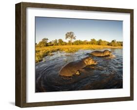 Aerial View of Hippopotamus at Sunset, Moremi Game Reserve, Botswana-Paul Souders-Framed Photographic Print