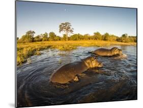 Aerial View of Hippopotamus at Sunset, Moremi Game Reserve, Botswana-Paul Souders-Mounted Photographic Print