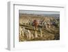 Aerial View of Hot Air Balloons, Cappadocia, Central Anatolia, Turkey-Ali Kabas-Framed Photographic Print