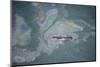 Aerial View of Humpback Whale (Megaptera Novaeangliae) Swimming Through Oil Slick-Carwardine-Mounted Photographic Print