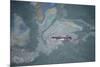 Aerial View of Humpback Whale (Megaptera Novaeangliae) Swimming Through Oil Slick-Carwardine-Mounted Photographic Print