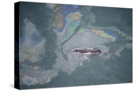 Aerial View of Humpback Whale (Megaptera Novaeangliae) Swimming Through Oil Slick-Carwardine-Stretched Canvas