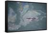 Aerial View of Humpback Whale (Megaptera Novaeangliae) Swimming Through Oil Slick-Carwardine-Framed Stretched Canvas