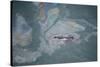 Aerial View of Humpback Whale (Megaptera Novaeangliae) Swimming Through Oil Slick-Carwardine-Stretched Canvas