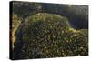 Aerial View of Kitkajoki River, Oulanka National Park, Finland, September 2008-Widstrand-Stretched Canvas