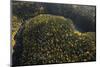 Aerial View of Kitkajoki River, Oulanka National Park, Finland, September 2008-Widstrand-Mounted Photographic Print