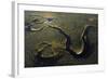 Aerial View of Kitkajoki River, Oulanka National Park, Finland, September 2008-Widstrand-Framed Photographic Print