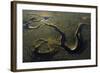 Aerial View of Kitkajoki River, Oulanka National Park, Finland, September 2008-Widstrand-Framed Photographic Print