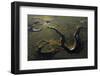 Aerial View of Kitkajoki River, Oulanka National Park, Finland, September 2008-Widstrand-Framed Photographic Print