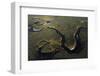 Aerial View of Kitkajoki River, Oulanka National Park, Finland, September 2008-Widstrand-Framed Photographic Print