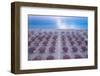 Aerial view of large group of tidy beach umbrellas facing the Mediterranean Sea, Italy, Europe-Paolo Graziosi-Framed Photographic Print