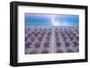 Aerial view of large group of tidy beach umbrellas facing the Mediterranean Sea, Italy, Europe-Paolo Graziosi-Framed Photographic Print