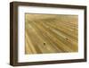 Aerial view of large square bales of wheat straw in field, Clay County, Illinois-Richard & Susan Day-Framed Photographic Print