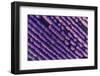 Aerial View of Levender Field . Wide Angle. Gopro, Sunset Shot.-Valentin Valkov-Framed Photographic Print
