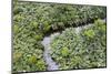 Aerial view of mangrove forest, Republic of Congo-Eric Baccega-Mounted Premium Photographic Print