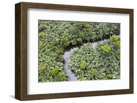 Aerial view of mangrove forest, Republic of Congo-Eric Baccega-Framed Photographic Print