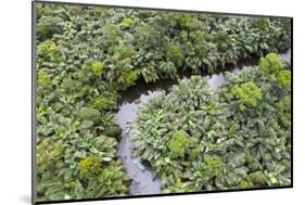 Aerial view of mangrove forest, Republic of Congo-Eric Baccega-Mounted Photographic Print