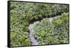 Aerial view of mangrove forest, Republic of Congo-Eric Baccega-Framed Stretched Canvas