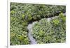 Aerial view of mangrove forest, Republic of Congo-Eric Baccega-Framed Photographic Print