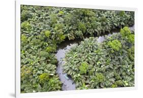 Aerial view of mangrove forest, Republic of Congo-Eric Baccega-Framed Photographic Print