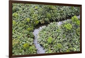 Aerial view of mangrove forest, Republic of Congo-Eric Baccega-Framed Photographic Print