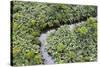 Aerial view of mangrove forest, Republic of Congo-Eric Baccega-Stretched Canvas