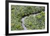 Aerial view of mangrove forest, Republic of Congo-Eric Baccega-Framed Photographic Print