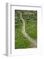 Aerial View of Marshes with Seaweed Exposed at Low Tide, Bahía De Cádiz Np, Andalusia, Spain-López-Framed Photographic Print