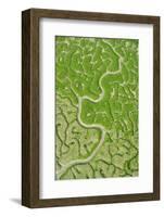 Aerial View of Marshes with Seaweed Exposed at Low Tide, Bahía De Cádiz Np, Andalusia, Spain-López-Framed Photographic Print