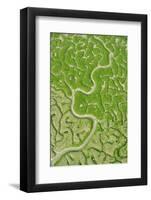 Aerial View of Marshes with Seaweed Exposed at Low Tide, Bahía De Cádiz Np, Andalusia, Spain-López-Framed Photographic Print