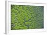 Aerial View of Marshes with Seaweed Exposed at Low Tide, Bahía De Cádiz Np,-López-Framed Photographic Print