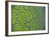 Aerial View of Marshes with Seaweed Exposed at Low Tide, Bahía De Cádiz Np,-López-Framed Photographic Print