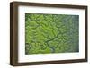 Aerial View of Marshes with Seaweed Exposed at Low Tide, Bahía De Cádiz Np,-López-Framed Photographic Print