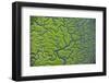 Aerial View of Marshes with Seaweed Exposed at Low Tide, Bahía De Cádiz Np,-López-Framed Photographic Print