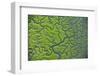 Aerial View of Marshes with Seaweed Exposed at Low Tide, Bahía De Cádiz Np,-López-Framed Photographic Print