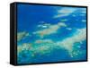 Aerial View of Moore Reef, The Great Barrier Reef, Cairns Area, North Coast, Queensland-Walter Bibikow-Framed Stretched Canvas