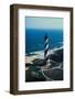 Aerial View of National Park Service's Cape Hatteras-null-Framed Photographic Print