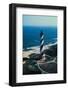 Aerial View of National Park Service's Cape Hatteras-null-Framed Photographic Print