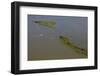 Aerial View of Oiled Bird Nesting Colonies in Barataria Bay Area of the Mississippi River Delta-Gerrit Vyn-Framed Photographic Print