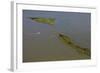 Aerial View of Oiled Bird Nesting Colonies in Barataria Bay Area of the Mississippi River Delta-Gerrit Vyn-Framed Photographic Print