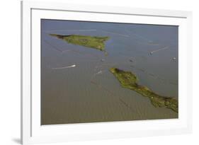 Aerial View of Oiled Bird Nesting Colonies in Barataria Bay Area of the Mississippi River Delta-Gerrit Vyn-Framed Photographic Print