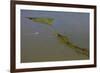 Aerial View of Oiled Bird Nesting Colonies in Barataria Bay Area of the Mississippi River Delta-Gerrit Vyn-Framed Photographic Print