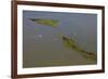 Aerial View of Oiled Bird Nesting Colonies in Barataria Bay Area of the Mississippi River Delta-Gerrit Vyn-Framed Photographic Print