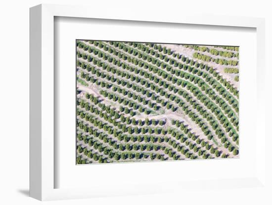 Aerial View of Orange Grove in Ventura County, Ojai, California-Joseph Sohm-Framed Photographic Print