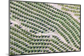 Aerial View of Orange Grove in Ventura County, Ojai, California-Joseph Sohm-Mounted Photographic Print