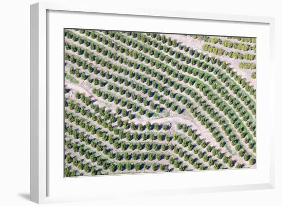 Aerial View of Orange Grove in Ventura County, Ojai, California-Joseph Sohm-Framed Photographic Print